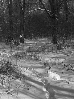 la neve, sentiero, lepre, natura, alberi, albero, pianta, mammifero, inverno, animali domestici, domestico, temi animali, animale, terra, un animale, temperatura fredda, vertebrato, giorno, nessuno, campo, all'aperto, 4K, CC0, dominio pubblico, privo di copyright
