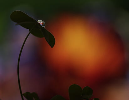 drop, macro, clover, reflection, close-up, plant, focus on foreground, no people, nature, one animal, beauty in nature, animal themes, plant part, leaf, flower, animal, vertebrate, animal wildlife, animals in the wild, flowering plant, growth, selective focus, freshness, green color, 2K, CC0, public domain, royalty free