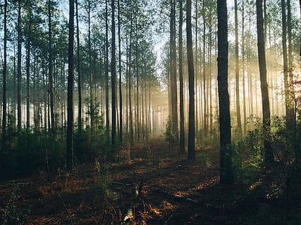 bosc, arbres, raigs, sol, llum, brillant, a través, al matí, boira, daurat, brillar, escènic, fusta, medi ambient, naturalesa, troncs, assolellat, arbre, planta, terra, tranquil·litat, escena tranquil·la, tronc, tronc de l'arbre, cap gent, bellesa a la natura, escena no urbana, escenics - natura, dia, creixement, a l'aire lliure, paisatge, idíl·lic, streaming, 1080P, CC0, domini públic, lliure de regalies