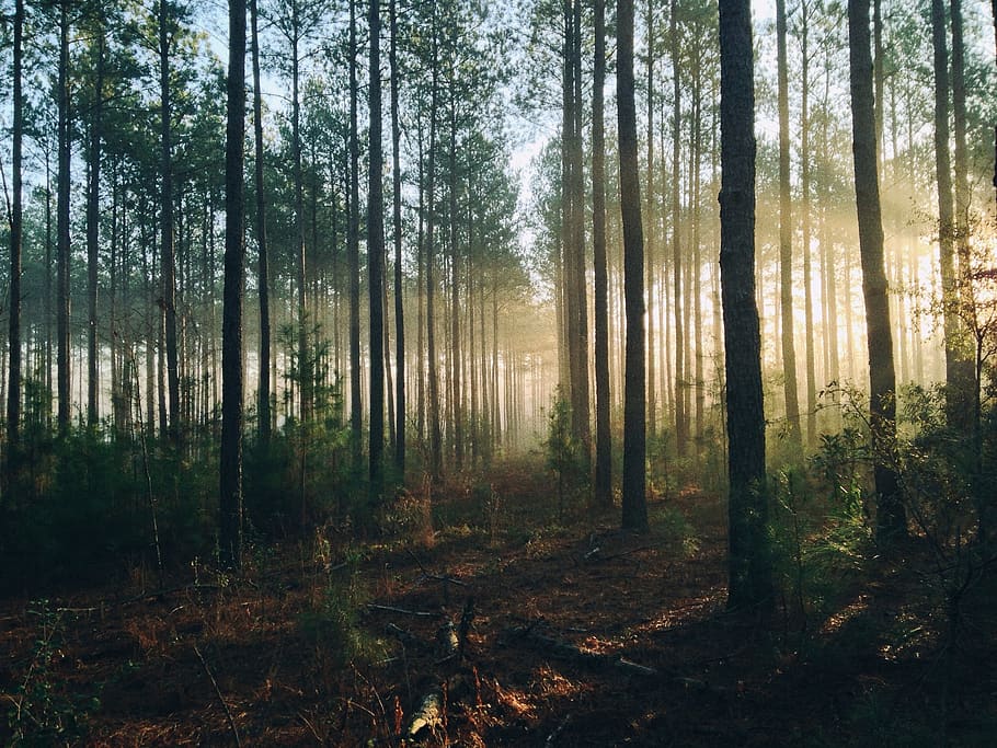 bosc, arbres, raigs, sol, llum, brillant, a través, al matí, boira, daurat, brillar, escènic, fusta, medi ambient, naturalesa, troncs, assolellat, arbre, planta, terra, tranquil·litat, escena tranquil·la, tronc, tronc de l'arbre, cap gent, bellesa a la natura, escena no urbana, escenics - natura, dia, creixement, a l'aire lliure, paisatge, idíl·lic, streaming, 1080P