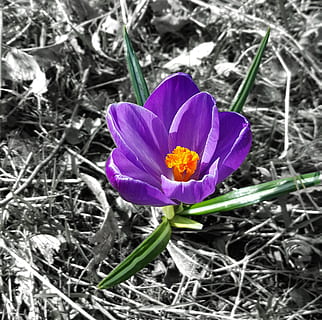croco, fiore singolo, primavera, fiore, pianta fiorita, pianta, vulnerabilità, fragilità, petalo, freschezza, bellezza nella natura, testa di fiore, infiorescenza, avvicinamento, crescita, natura, iris, nessuno, giorno, viola, polline, all'aperto, 1080P, CC0, dominio pubblico, privo di copyright