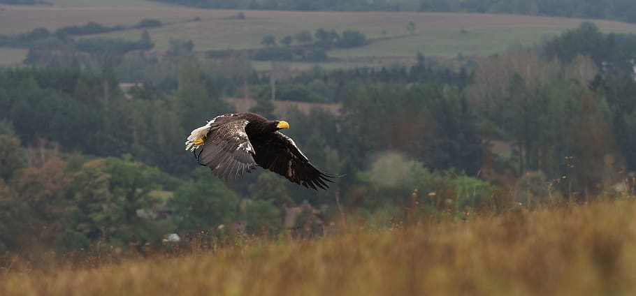 uccello, animale, aquila, Aquila orientale, volo, Ali, becco, piuma, predatore, animali allo stato selvatico, fauna selvatica, uccello rapace, temi animali, vertebrato, un animale, volante, pianta, terra, aquila calva, campo, natura, albero, nessuno, giorno, mezz'aria, bellezza nella natura, aquila - uccello, all'aperto, 5K