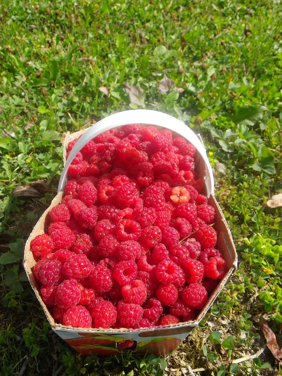 lampone, cestino, estate, frutta, frutti di bosco, collezione, frutti rossi, rosso, cibo e bevande, cibo, mangiare sano, freschezza, benessere, fragola, vista dall'alto, giorno, pianta, campo, terra, avvicinamento, maturo, natura, nessuno, ciotola, 2K