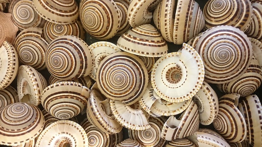 shell, snail, background, backgrounds, no people, pattern, full frame, close-up, large group of objects, design, variation, choice, indoors, shape, abundance, collection, high angle view, still life, stack, circle, spiral, geometric shape, ornate, 4K