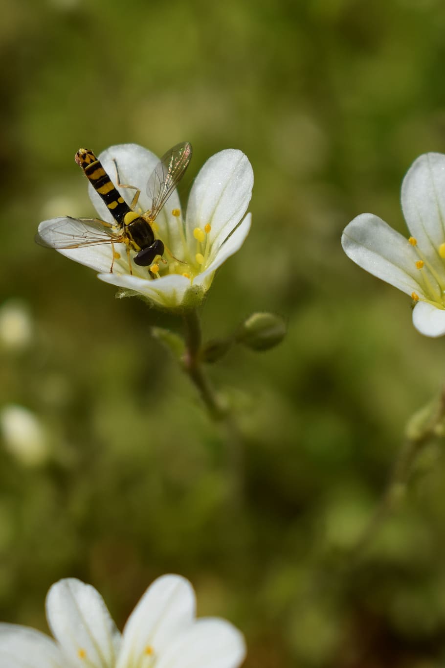 hoverfly, floare, alb, insectă, planta cu flori, fragilitate, plantă, vulnerabilitate, frumusețe în natură, petală, creştere, animale în sălbăticie, un animal, animale tematice, a închide, cap de floare, să se concentreze asupra primelor elemente, animal, culoare alba, nevertebrat, prospeţime, animale sălbatice, nici o persoana, polenizare, polen, 4K