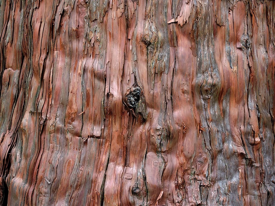fons, arbre, cedre, escorça, primer pla, bosc, naturalesa, antic, planta, arbre gran, gran, medi ambient, marró, textura, material de fusta, patró, marc complet, cap gent, dia, vell, resistent, entrada, porta, aspre, a l'aire lliure, barrera, límit, tauler, tanca, gra de fusta, 4K