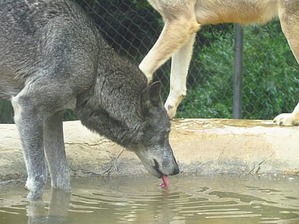 llop, zoo, salvatge, depredador, beure, animal, temes d'animals, mamífer, un animal, vertebrats, aigua, fauna animal, naturalesa, cap gent, dia, animals domèstics, part del cos dels animals, animals a la natura, llac, set, menjar, davant del mar, herbívors, cames d’animal, cap d’animals, 4K, CC0, domini públic, lliure de regalies