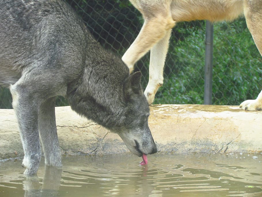 llop, zoo, salvatge, depredador, beure, animal, temes d'animals, mamífer, un animal, vertebrats, aigua, fauna animal, naturalesa, cap gent, dia, animals domèstics, part del cos dels animals, animals a la natura, llac, set, menjar, davant del mar, herbívors, cames d’animal, cap d’animals, 4K