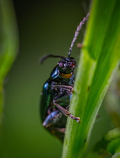 insekt, makro, bille, Coleoptera, hvirvelløse, dyr i naturen, dyreliv, et dyr, dyre temaer, dyr, grøn farve, tæt på, plante del, plante, blad, ingen mennesker, natur, selektiv fokusering, fokus på forgrunden, vækst, dag, zoologi, 4K, CC0, offentligt domæne, royaltyfrie
