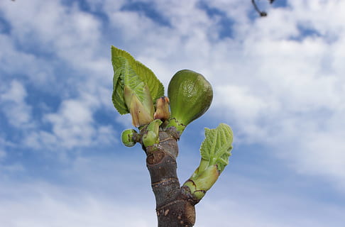FIG, brotar, Primavera, nuvem - céu, céu, crescimento, natureza, cor verde, folha, parte da planta, plantar, ninguém, visão de baixo ângulo, beleza na natureza, dia, frescura, Alimentação saudável, ao ar livre, Comida, árvore, comida e bebida, fechar-se, ramo, 5K, CC0, domínio público, royalty free