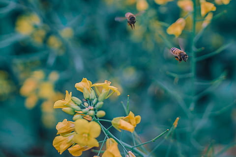 bee, flower, rape, spring, background, animal themes, animal wildlife, flowering plant, invertebrate, plant, animal, beauty in nature, animals in the wild, one animal, insect, freshness, growth, yellow, fragility, nature, vulnerability, petal, flying, flower head, no people, pollination, outdoors, 4K, CC0, public domain, royalty free