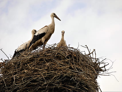 fatning, storke, fugle, fugl, dyre rede, dyr i naturen, dyreliv, dyre temaer, gruppe af dyr, fugl reden, hvirveldyr, dyr, to dyr, lav vinkel visning, himmel, stork, ingen mennesker, natur, dag, ungt dyr, dyre familie, udendørs, Kvist, 4K, CC0, offentligt domæne, royaltyfrie