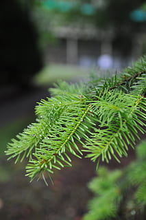Nadel, Flora, Natur, Baum, Blatt, Ast, immergrün, Nahansicht, Kiefer, Fichte, Jahreszeit, Nadelbaum, Kegel, Holz, Grün, natürlich, Wald, Herbst, fallen, Tannenzapfen, Ahorn, braun, Laub, Farbe, Umgebung, Blätter, Design, Pflanze, bunt, Frühling, Blume, Sommer-, Garten, blühen, Gartenarbeit, Botanik, Park, Landschaft, botanisch, Gras, draussen, tropisch, Palme, grüne Farbe, Wachstum, keine Leute, Fokus auf den Vordergrund, Tag, Schönheit in der Natur, Pflanzenteil, Ruhe, draußen, selektiver Fokus, Farn, Frische, Nadel - Pflanzenteil, Tannenbaum, stachelig, 4K, CC0, gemeinfrei, lizenzfrei