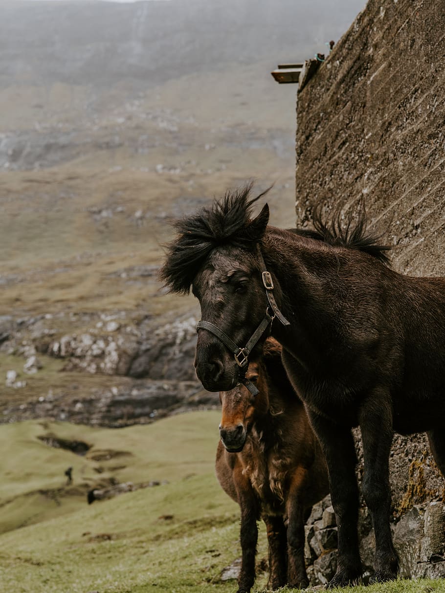 brun hest, pattedyr, hest, dyr, hingst, colt hest, fugl, natur, udendørs, andalusisk hest, rytterstatue, jord, rodeo, vortesvin, dyreliv, føl, grusvej, vej, grus, vejr, dyre temaer, hvirveldyr, indenlandske, husdyr, kæledyr, gruppe af dyr, arbejdsdyr, to dyr, dag, æsel, ingen mennesker, fokus på forgrunden, planteædende, 8K