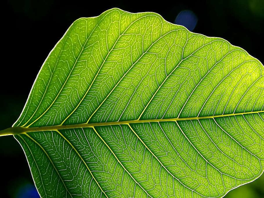 foglia, sole, splendente, trasparente, verde chiaro, telaio, parte vegetale, colore verde, avvicinamento, pianta, nessuno, natura, vena fogliare, modello naturale, crescita, bellezza nella natura, sfondo nero, modello, le foglie, concentrarsi sulle conoscenze acquisite, botanica, all'aperto, strutturato, giorno, foglia di palma,