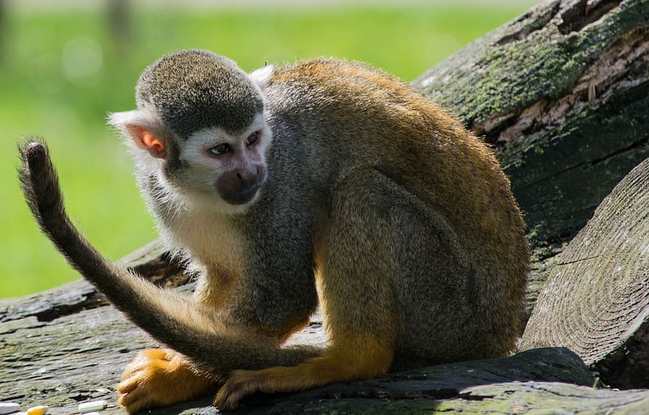 edderkoppen abe, Zoo, abe, primat, dyreliv, dyr i naturen, pattedyr, et dyr, træ, hvirveldyr, sidder, fokus på forgrunden, dag, ingen mennesker, natur, fuld længde, udendørs, plante, tæt på, 2K