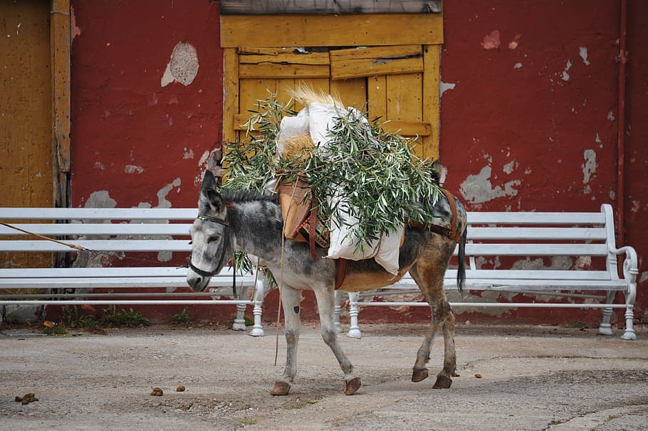 burro, Grècia, mamífer, temes d'animals, animals domèstics, animal, bestiar, mascotes, nacional, vertebrats, animal de treball, arquitectura, estructura construïda, cavall, exterior de l'edifici, dia, fauna animal, cap gent, un animal, naturalesa, herbívors, a l'aire lliure, 4K