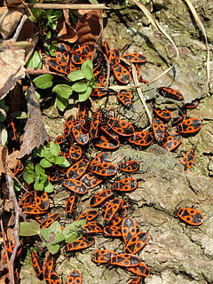 brand bugs, bugs, insekt, bille, gruppe, forår, makro, tæt på, mange, pest, overbefolkning, blad, plante del, plante, natur, vækst, dag, høj vinkel visning, Mark, ingen mennesker, skønhed i naturen, jord, efterår, tør, udendørs, grøn farve, blade, lave om, orange farve, ro, 4K, CC0, offentligt domæne, royaltyfrie