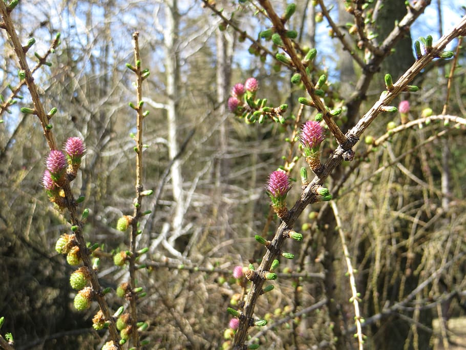 larice, albero, cono, pianta, fiore, pianta fiorita, crescita, fragilità, bellezza nella natura, freschezza, ramo, concentrarsi sulle conoscenze acquisite, natura, vulnerabilità, colore rosa, avvicinamento, giorno, nessuno, primavera, fiorire, ramoscello, Inquadratura dal basso, all'aperto, testa di fiore, 4K