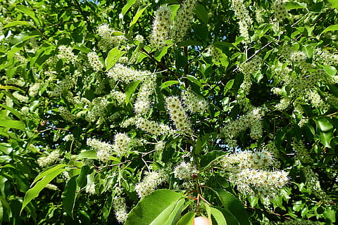 árvore florida, Primavera, cor verde, crescimento, plantar, beleza na natureza, parte da planta, ninguém, folha, dia, natureza, frescura, ao ar livre, quadro completo, luz solar, visão de alto ângulo, fechar-se, terra, árvore, tranquilidade, botânica, comida e bebida, 4K, CC0, domínio público, royalty free