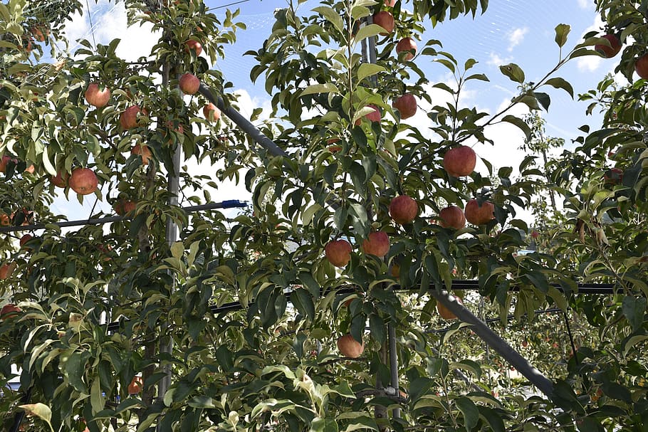 Apfel, Obst, Apfelbaum, Wachstum, Baum, Pflanze, Essen und Trinken, gesundes Essen, Flachwinkelansicht, grüne Farbe, Blatt, Lebensmittel, Pflanzenteil, Natur, Obstbaum, Frische, Wohlbefinden, Schönheit in der Natur, Tag, Ast, keine Leute, draußen, reif, 5K
