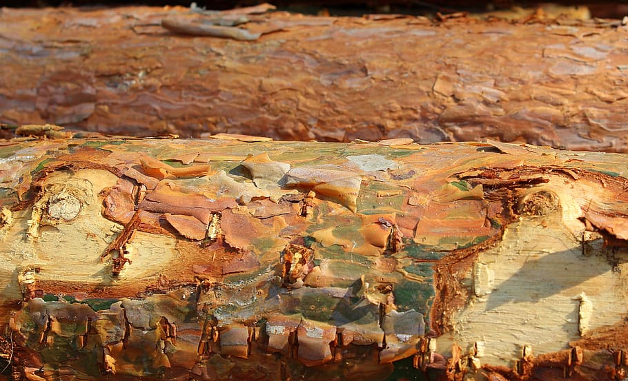 Baum, Wald, abfallende Bäume, die Rinde, Textur, Oberfläche, Modell-, der Hintergrund, keine Leute, Tag, Geschichte, Natur, Nahansicht, Vollbild, uralt, die Vergangenheit, draußen, die Architektur, texturiert, alt, menschliche Darstellung, Rock, Darstellung, solide, verwittert, Metall, Kreativität, Hintergründe, alte Zivilisation, Archäologie, 4K