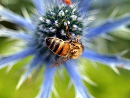 fiore, insetto, volare, invertebrato, fauna selvatica, temi animali, animale, animali allo stato selvatico, un animale, pianta, bellezza nella natura, avvicinamento, natura, nessuno, messa a fuoco selettiva, ape, crescita, giorno, pianta fiorita, fragilità, ala animale, impollinazione, testa di fiore, farfalla - insetto, 2K, CC0, dominio pubblico, privo di copyright