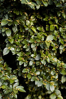 green leaf tree, plant, leaf, bush, vegetation, blossom, беларусь, витебск, витебская область, tree, flower, nature, summer, fir tree, pine, first flowers, wood, snowflowers, sky, bokeh, greenwood, growth, green color, no people, close-up, day, beauty in nature, full frame, food and drink, freshness, selective focus, food, backgrounds, outdoors, plant part, healthy eating, focus on foreground, 5K, CC0, public domain, royalty free