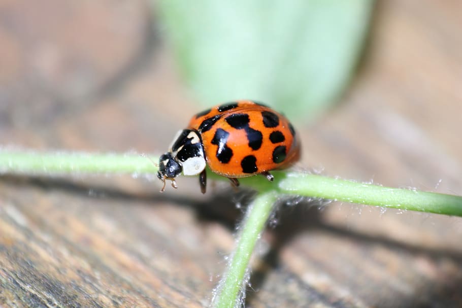 Marieta, insecte, taques, fauna animal, invertebrat, animals a la natura, animal, un animal, temes d'animals, tacat, primer pla, escarabat, dia, cap gent, naturalesa, enfocament selectiu, marques d’animals, centrar-se en primer pla, a l'aire lliure, bellesa a la natura, planta, 5K