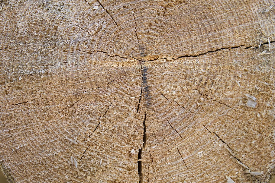 arbre, textura, pi, fusta, fons, marc complet, cap gent, primer pla, esquerdat, naturalesa, patró, a l'aire lliure, dia, aspre, patró natural, vista d’angle alt, marró, planta, medi ambient, funció de construcció de parets, arquitectura, material de fusta, 4K