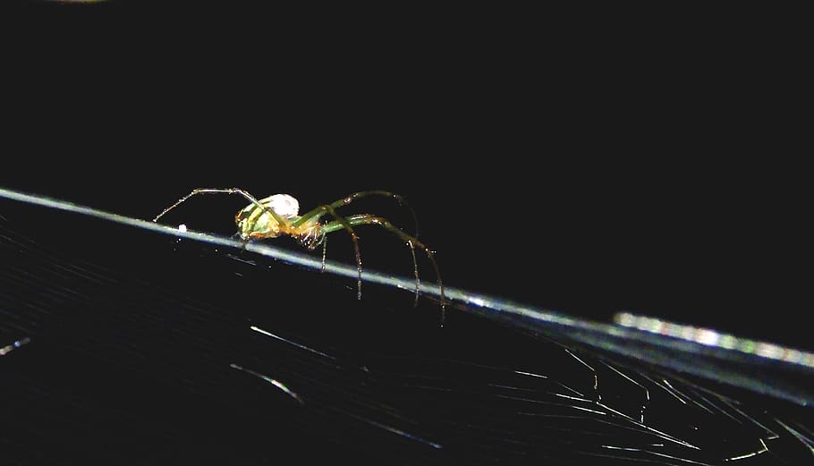 makro, insekt, have, edderkop, web, guatica, hvirvelløse, dyre temaer, dyreliv, dyr, et dyr, arachnid, leddyr, dyr i naturen, tæt på, ingen mennesker, zoologi, dyr kropsdel, natur, studio skud, nat, kopiere plads, skrøbelighed, udendørs, sort baggrund, dyr ben, 5K