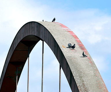 ponte, arco, architettura, costruzione, strutturale, struttura, acciaio, connessione, piccioni, animali, cielo, nel, lottare, metallo, costruzione di metallo, vettore, rivetto, struttura d'acciaio, temi animali, struttura costruita, animale, vertebrato, uccello, animali allo stato selvatico, fauna selvatica, Inquadratura dal basso, un animale, giorno, natura, appollaiati, mezzi di trasporto, ponte - struttura fatta dall'uomo, esterno dell'edificio, nessuno, all'aperto, calcestruzzo, 2K, CC0, dominio pubblico, privo di copyright