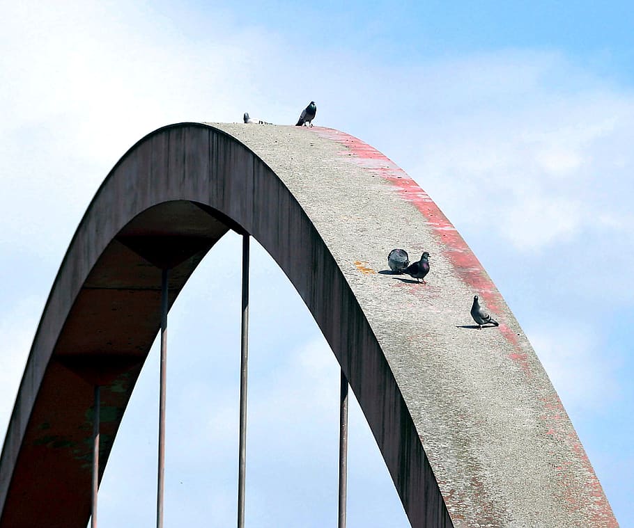 ponte, arco, architettura, costruzione, strutturale, struttura, acciaio, connessione, piccioni, animali, cielo, nel, lottare, metallo, costruzione di metallo, vettore, rivetto, struttura d'acciaio, temi animali, struttura costruita, animale, vertebrato, uccello, animali allo stato selvatico, fauna selvatica, Inquadratura dal basso, un animale, giorno, natura, appollaiati, mezzi di trasporto, ponte - struttura fatta dall'uomo, esterno dell'edificio, nessuno, all'aperto, calcestruzzo, 2K
