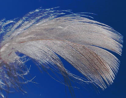down, feather, lightweight, flying, slightly, float, bird feathers, white, blue, nature, softness, close-up, vulnerability, fragility, no people, outdoors, day, beauty in nature, sky, low angle view, plant, growth, winter, wind, animal wing, freshness, 4K, CC0, public domain, royalty free