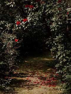 liść, roślina, drzewo, na dworze, wegetacja, pnia drzewa, Natura, kwiat, kwitnąć, ścieżka, ziemia, Róża, bluszcz, ogród, acanthaceae, altanka, klon, dżungla, wylądować, lilia, wzrost, część rośliny, żadnych ludzi, piękno natury, chodnik, dzień, spokój, czerwony, kierunek, droga naprzód, roślina kwitnąca, świeżość, jesień, odchodzi, ścieżka ogrodowa, 8K, CC0, domena publiczna, darmowe zdjęcia