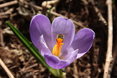 crocus, closeup, bee, spring, flower, flowering plant, petal, plant, fragility, vulnerability, invertebrate, beauty in nature, animal, freshness, animal themes, purple, animals in the wild, flower head, insect, close-up, animal wildlife, one animal, inflorescence, nature, no people, iris, pollination, pollen, outdoors, 4K, CC0, public domain, royalty free