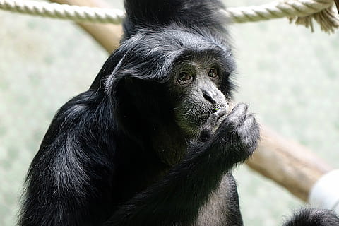 évolution, singe, animal, primate, mammifère, thèmes animaux, un animal, la faune des animaux, animaux à l'état sauvage, couleur noire, zoo, vertébré, personne, chimpanzé, fermer, se concentrer sur le premier plan, animaux en captivité, journée, Poils d'animaux, regarder ailleurs, en plein air, tête d'animal, pluie de forêt tropicale, 5K, CC0, domaine public, libre de droits