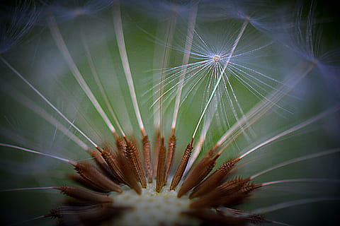 mælkebøtte, natur, blomst, makro, fnug, plante, skønhed i naturen, vækst, tæt på, friskhed, skrøbelighed, sårbarhed, selektiv fokusering, blomstrende plante, ingen mennesker, mælkebøtte frø, ro, blomsterhoved, botanik, blomsterstand, dag, udendørs, blødhed, 5K, CC0, offentligt domæne, royaltyfrie
