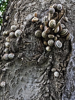 melci, decojite, textură, copac, coajă, a închide, nici o persoana, texturată, trunchi de copac, metal, zi, trompă, model, artă și sculptură, animale sălbatice, lemn - material, protecţie, creativitate, animal, natură, plantă, Securitate, în aer liber, ambarcațiune, sculptură, 2K, CC0, domeniu public, fără drepturi de autor