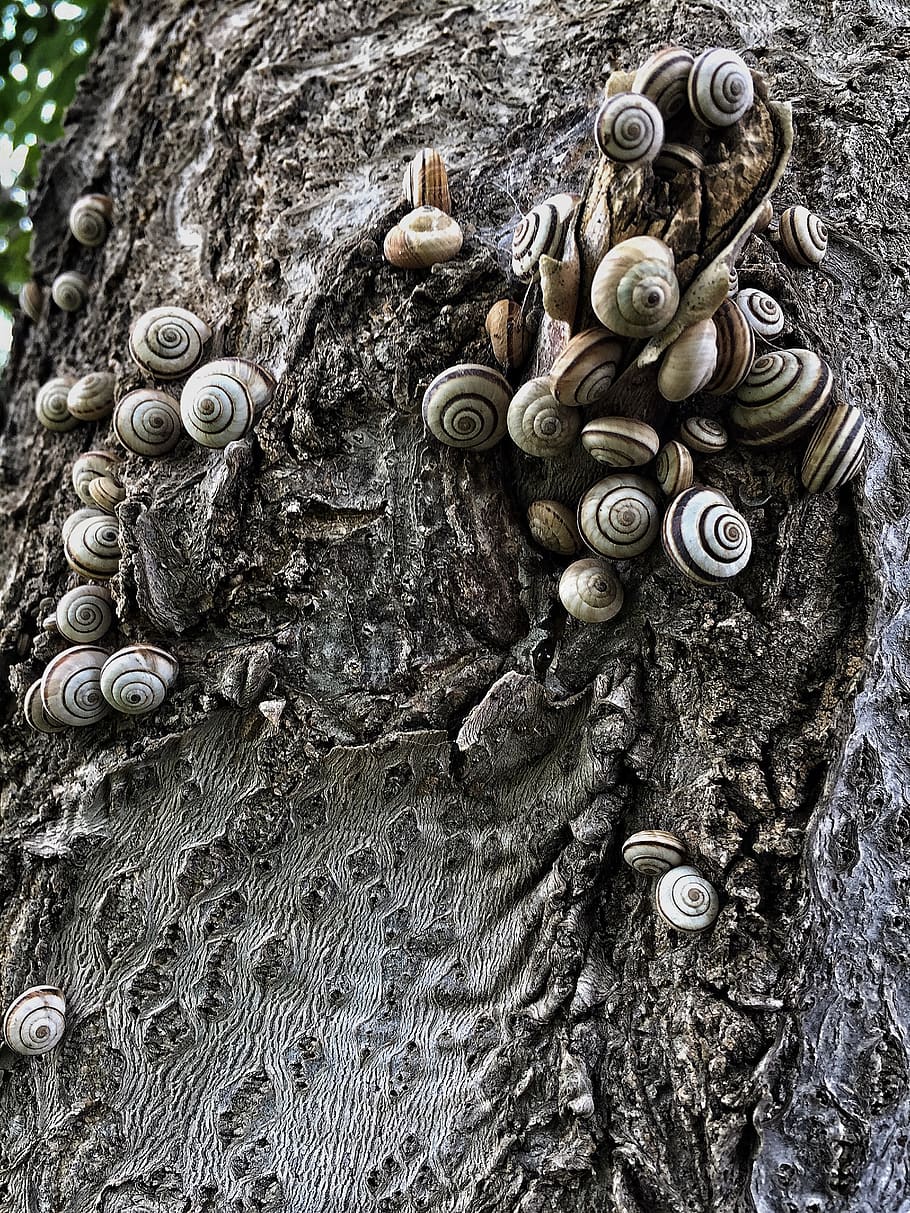cargols, bombardejat, textura, arbre, shell, primer pla, cap gent, tronc de l'arbre, metall, dia, tronc, patró, art i artesania, fauna animal, material de fusta, protecció, creativitat, animal, naturalesa, planta, seguretat, a l'aire lliure, artesania, talla, 2K
