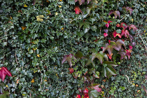 Hintergrund, Grün, Struktur, Muster, Pflanze, Wand, Natur, romantisch, grünes Blatt, hellgrün, Blatt, Hintergrundbild, Pflanzenteil, Wachstum, grüne Farbe, Schönheit in der Natur, Frische, Tag, Essen und Trinken, Lebensmittel, keine Leute, Nahansicht, draußen, rot, gesundes Essen, Obst, Vollbild, Efeu, Blume, 5K, CC0, gemeinfrei, lizenzfrei