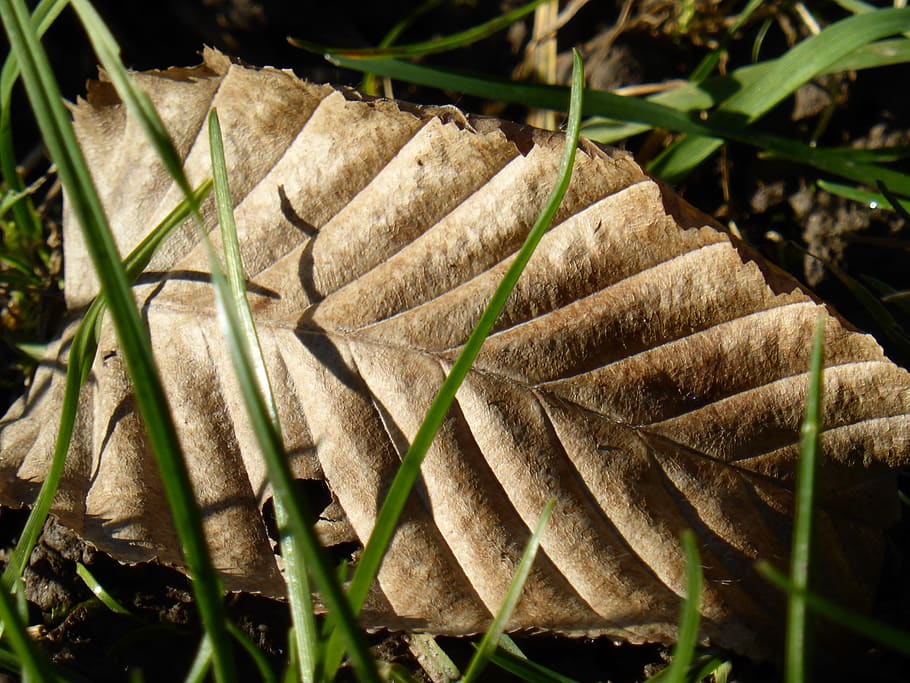 blade ribben, blad, bøg, struktur, falde blade, blade, baggrund, efterår, tæt på, græs, natur, plante del, plante, vækst, ingen mennesker, skønhed i naturen, dag, tør, skrøbelighed, sårbarhed, selektiv fokusering, jord, Mark, ro, grøn farve, udendørs, fokus på forgrunden, 2K