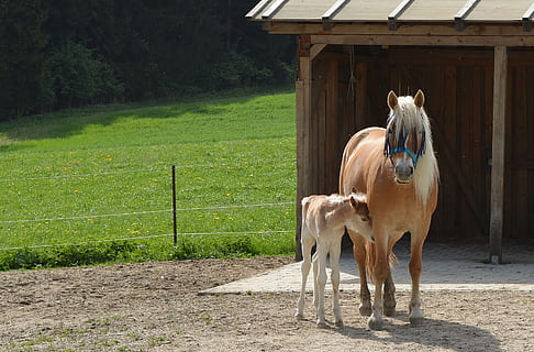 mare, foal, mammal, animal themes, animal, domestic animals, livestock, domestic, pets, horse, vertebrate, animal wildlife, standing, herbivorous, one animal, fence, barrier, field, boundary, day, plant, land, no people, ranch, stable, outdoors, animal pen, 2K, CC0, public domain, royalty free