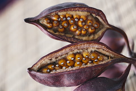 frutta, avvicinamento, natura, concentrarsi sulle conoscenze acquisite, nessuno, temi animali, fauna selvatica, animale, animali allo stato selvatico, un animale, giorno, mare, marino, vita marina, polpo, all'aperto, acqua, cibo, cibo e bevande, Marrone, bellezza nella natura, 5K, CC0, dominio pubblico, privo di copyright
