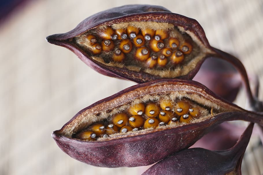 frutta, avvicinamento, natura, concentrarsi sulle conoscenze acquisite, nessuno, temi animali, fauna selvatica, animale, animali allo stato selvatico, un animale, giorno, mare, marino, vita marina, polpo, all'aperto, acqua, cibo, cibo e bevande, Marrone, bellezza nella natura, 5K