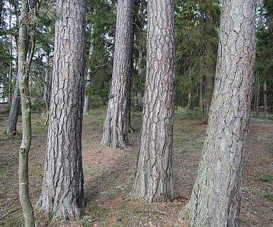 pi, tribus, bosc, arbre, tronc de l'arbre, tronc, terra, planta, tranquil·litat, bellesa a la natura, naturalesa, creixement, escenics - natura, cap gent, paisatge, escena no urbana, medi ambient, escena tranquil·la, herba, dia, a l'aire lliure, bosc de pi, arbre de coníferes, ruta, 4K, CC0, domini públic, lliure de regalies