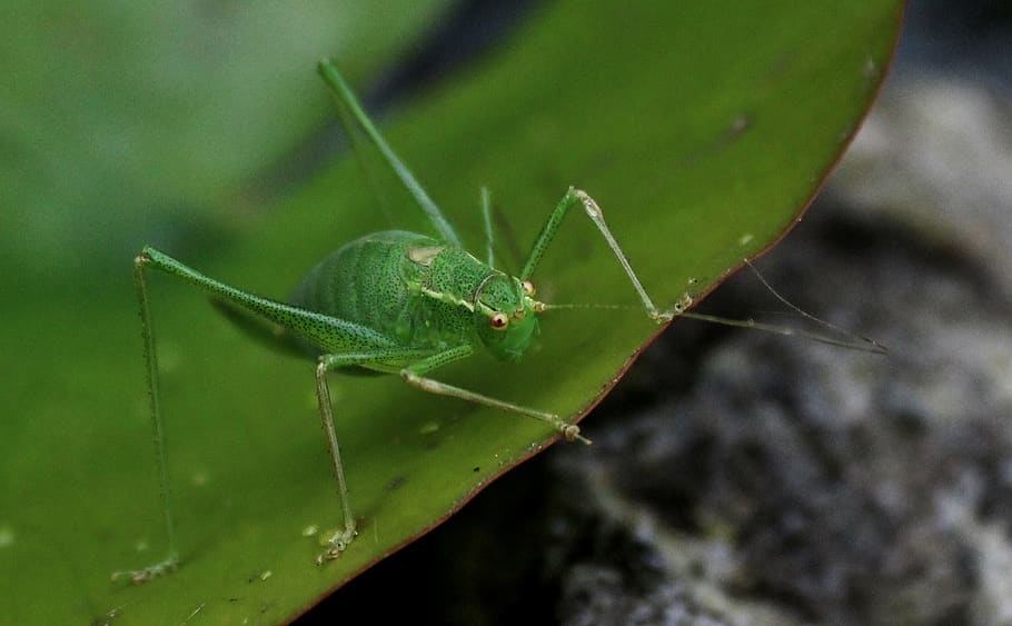 crichet, insectă, gândac, nevertebrat, animale sălbatice, animale în sălbăticie, animal, animale tematice, un animal, Culoarea verde, a închide, parte a plantelor, frunze, să se concentreze asupra primelor elemente, natură, nici o persoana, partea corpului animalului, zi, plantă, lăcustă, în aer liber, antena animală, 1080P