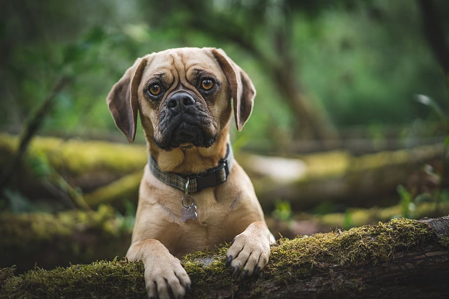 gos marró, gos, caní, animal, mamífer, mascota, cadell, pug, beagle, a l'aire lliure, les potes, puggle, arbre caigut, orelles de disquet, ulls marrons, planta en test, herbes, gerro, jar, planta, un animal, mascotes, nacional, animals domèstics, retrat, vertebrats, mirant la càmera, centrar-se en primer pla, dia, cap gent, naturalesa, coll, assegut, enfocament selectiu, 5K