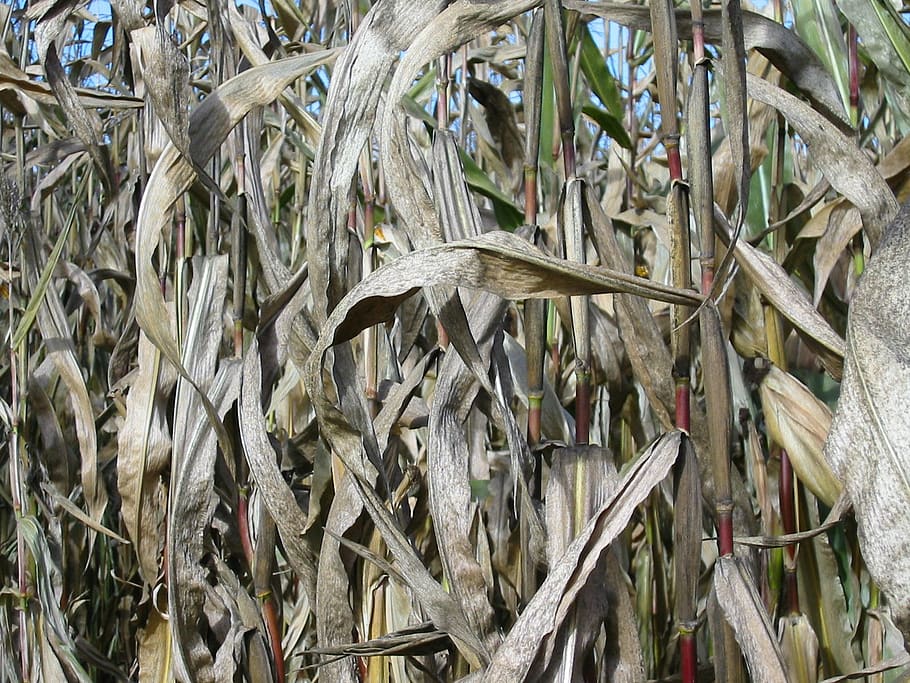 Mais, arabile, campo, fotogramma intero, sfondi, pianta, nessuno, natura, giorno, crescita, avvicinamento, abbondanza, all'aperto, vertebrato, asciutto, pesce, parte vegetale, foglia, animale, bellezza nella natura, fauna selvatica, animali allo stato selvatico, strutturato, secco, 720P