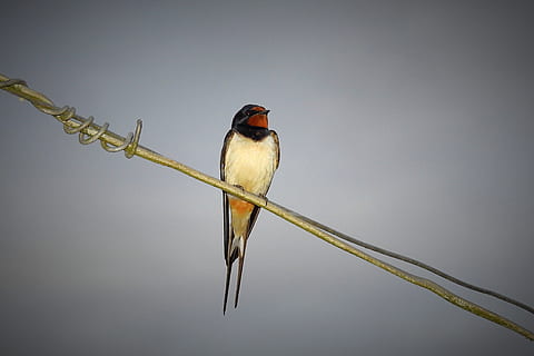 schlucken, Vogel, sich ausruhen, Tierthemen, Tier, Wirbeltier, Tierwelt, ein Tier, Tiere in freier Wildbahn, hocken, keine Leute, kopieren sie platz, Studioaufnahme, Natur, grauer Hintergrund, Schönheit in der Natur, grau, draußen, Nahansicht, Zweig, Singvogel, 4K, CC0, gemeinfrei, lizenzfrei
